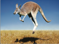 Kangaroo